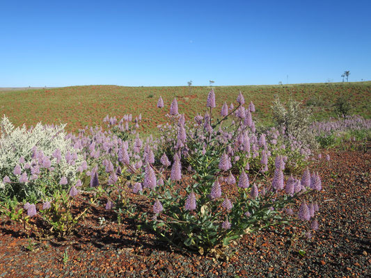 Mulla-Mulla oder Australischer Federbusch (Ptilotus exaltatus)