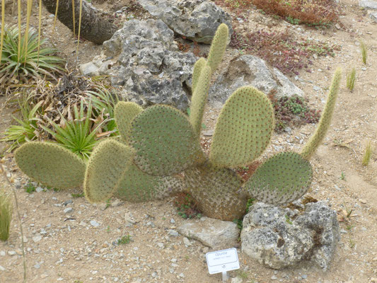 Opuntia scheerii