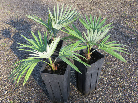 Trachycarpus princeps