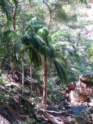 Carpentaria acuminata, Jim Jim Falls, Kakadu-Nationalpark