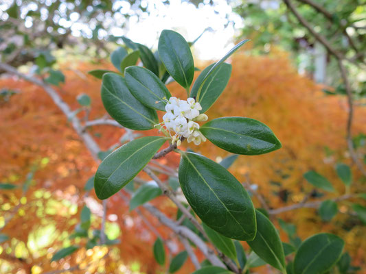 Osmanthus heterophyllus (Duftblüte)