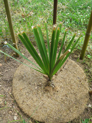 Sabal sp. 'Riverside'