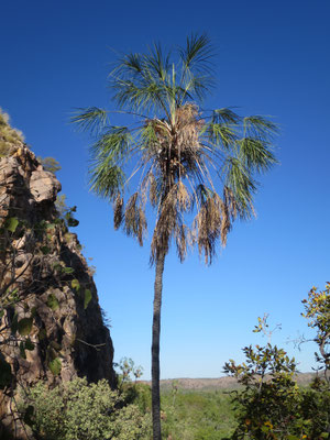 Livistona inermis, Nitmiluk Nationalpark, Katherine Gorge