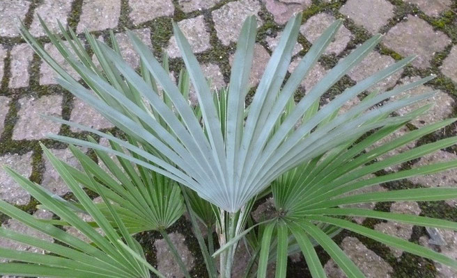 Trachycarpus princeps, blau-weiss bereifte Blattunterseite