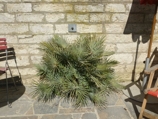 Chamaerops humilis var. cerifera im Juni 2013