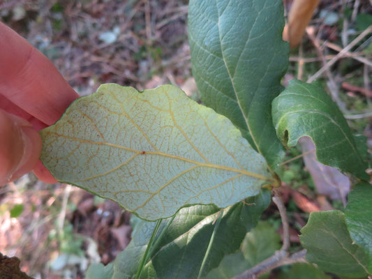 Quercus sp. (Immergrüne unbekannte Eiche aus Mexiko, ev. Q. rugosa oder Q. polymorpha)