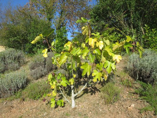 Ficus carica 'Grosse Grise'