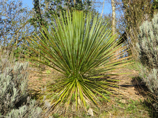 Yucca rostrata