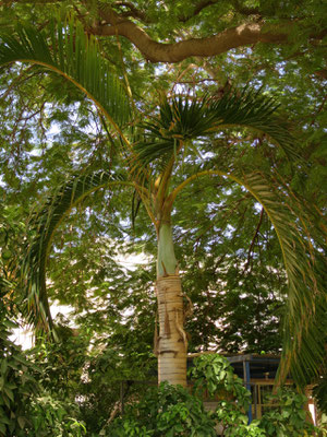 Hyophorbe verschaffeltii (Spindelpalme) in En Gedi, Israel