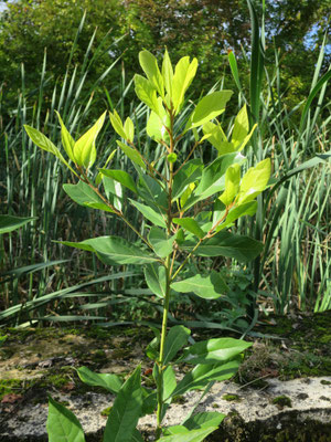 Persea palustris (Swamp Bay)