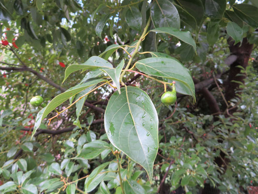 Früchte von Cinnamomum glanduliferum (Flacher Kampferbaum) in Solduno bei Locarno, Tessin (CH)