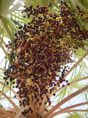 Livistona victoriae (Victoria River-Fächerpalme)