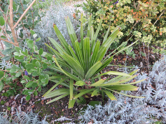 Rhapidophyllum hystrix, Nadelpalme, November 2013