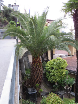 Phoenix canariensis (Kanarische Dattelpalme) in Porto Ronco, Tessin (CH)