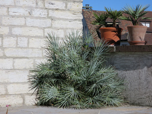 Chamaerops humilis var. cerifera