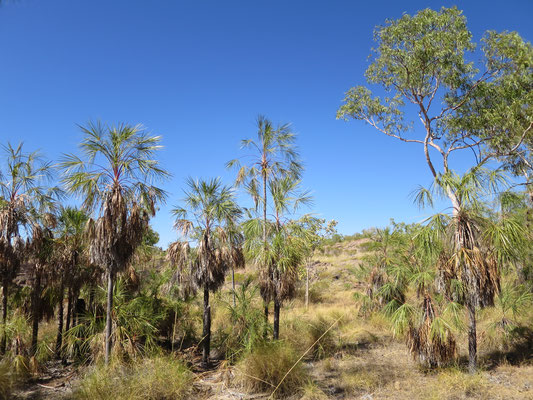 Livistona inermis, Nitmiluk Nationalpark, Katherine Gorge