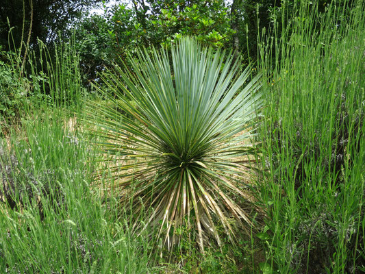 Yucca rostrata