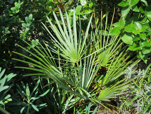 Chamaerops humilis var. cerifera im August 2015