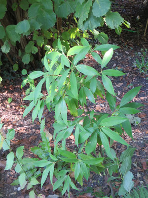 Quercus myrsinifolia, September 2014