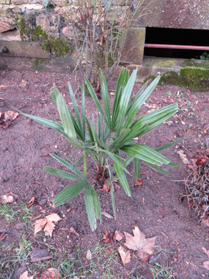 Rhapidophyllum hystrix im Burgund im Januar 2014