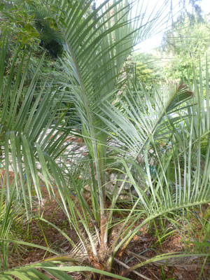 Butia sp.