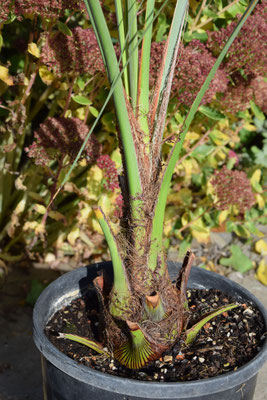 Butia paraguayensis x Syagrus romanzoffiana (Santa Catarina), Oktober 2017