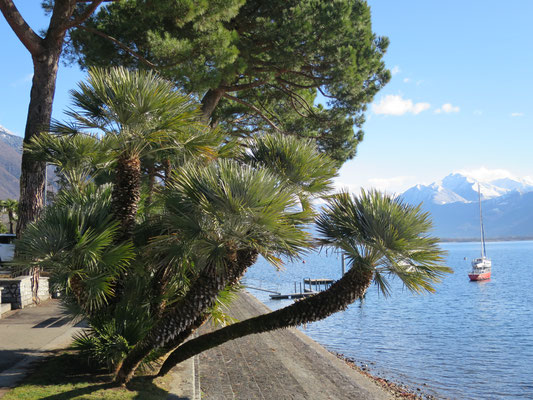 Chamaerops humilis var. humilis (Europäische Zwergpalme) im Tessin