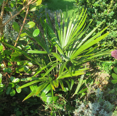 Rhapidophyllum hystrix, Nadelpalme, September 2016