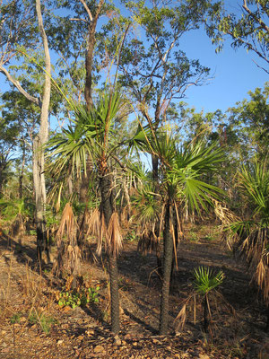 Livistona humilis, Sand Palm