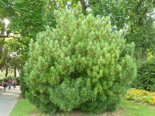 Podocarpus macrophyllus