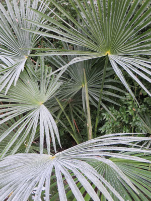 Trachycarpus fortunei in Schaffhausen, Anfangs Januar 2015