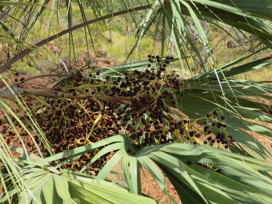 Livistona victoriae (Victoria River-Fächerpalme)