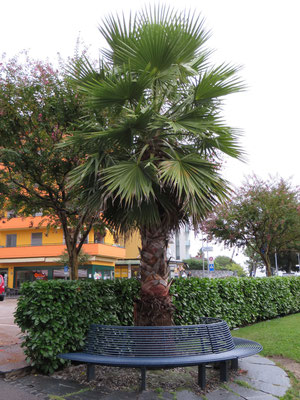 Washingtonia robusta (Washington-Palme) in Muralto bei Locarno, Tessin (CH)