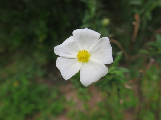 Cistus monspeliensis