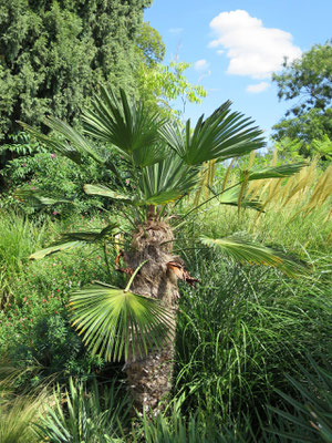 Trachycarpus wagnerianus (Wagners's Hanfpalme) im Botanischen Garten von Lyon