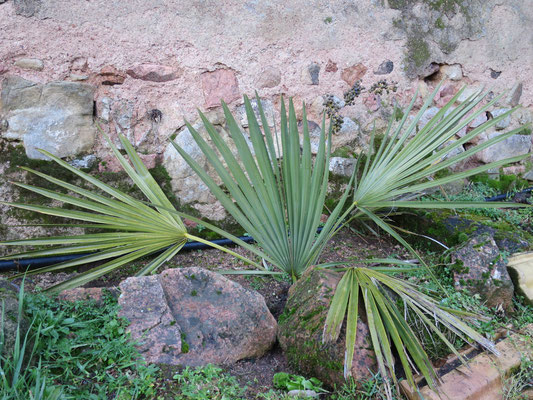 Sabal minor (Zwergpalmetto) mit Fruchtstand