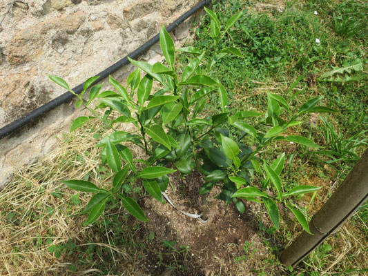 Citrus 'Yuzu' (Citrus ichangensis x Citrus reticulata var. austera)