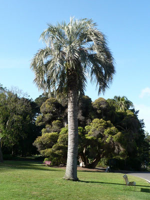 Butia odorata im botanischen Garten Melbourne, Australien