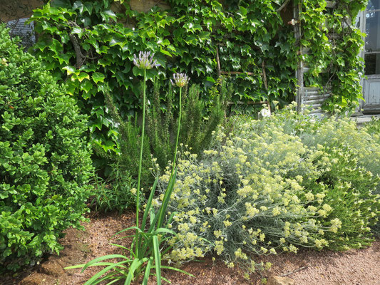 Agapahnthus und Currykraut