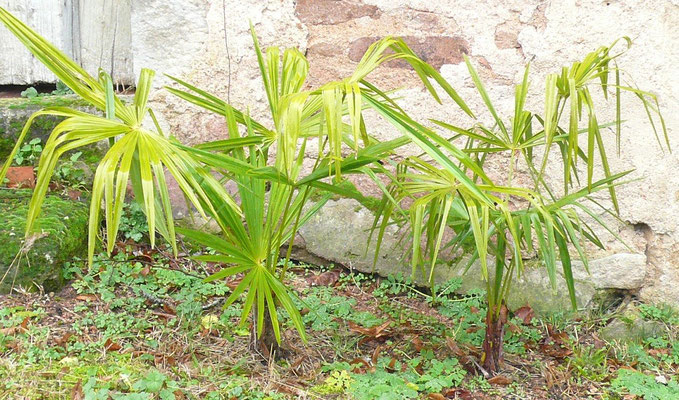 2x Trachycarpus fortunei im Dezember 2009 (Herkunft: Ausgewildert im Tessin)