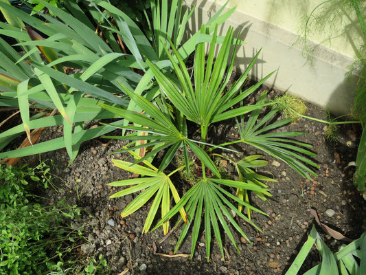 Trachycarpus geminisectus