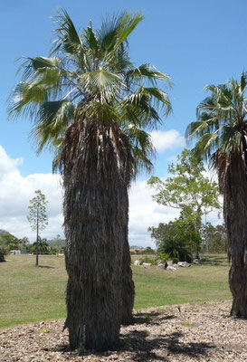 Washingtonia robusta mit Mantel aus alten Fächern, Palmetum, Townsville, Australien