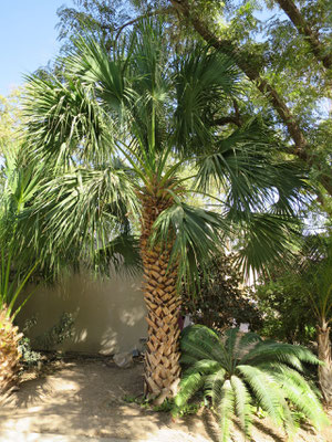 Sabal palmetto (Palmetto-Palme) in En Gedi, Israel