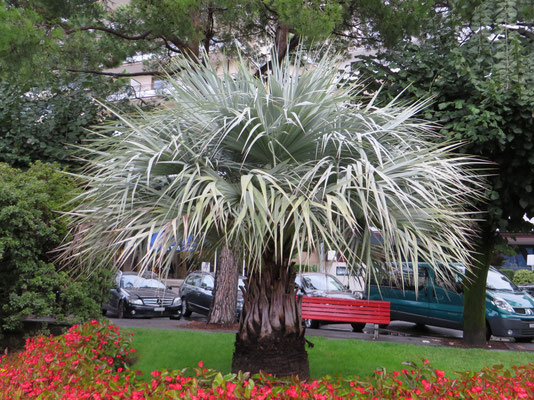 Jungpflanze von Brahea armata in Muralto bei Locarno (Tessin, September 2013)