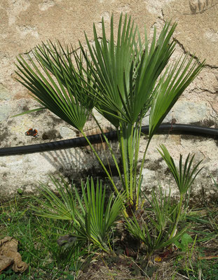 Chamaerops humilis var. humilis im Oktober 2016