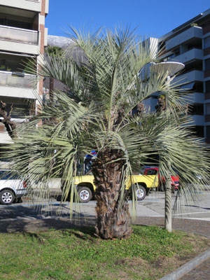 Butia odorata (Geleepalme) im Tessin