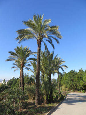 Phoenix dactylifera (Echte Dattelpalme) im Botanischen Garten Barcelona