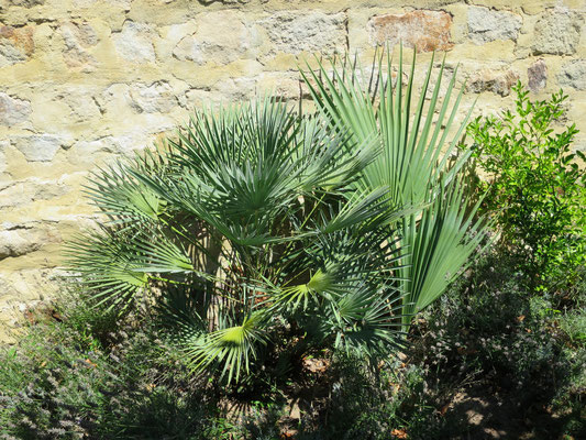 Chamaerops humilis und Sabal bermudana