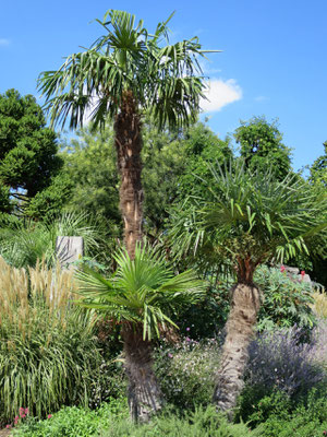 Trachycarpus fortunei (Chinesische Hanfpalme) im Botanischen Garten von Lyon