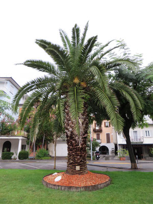 Phoenix canariensis (Kanarische Dattelpalme) in Muralto bei Locarno, Tessin (CH)